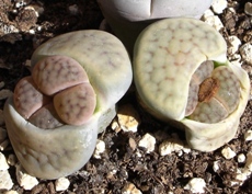Lithops